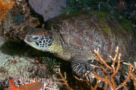 Komodo 2016 - Green turtle - Tortue verte - Chelonia mydas - IMG_6447_rc
